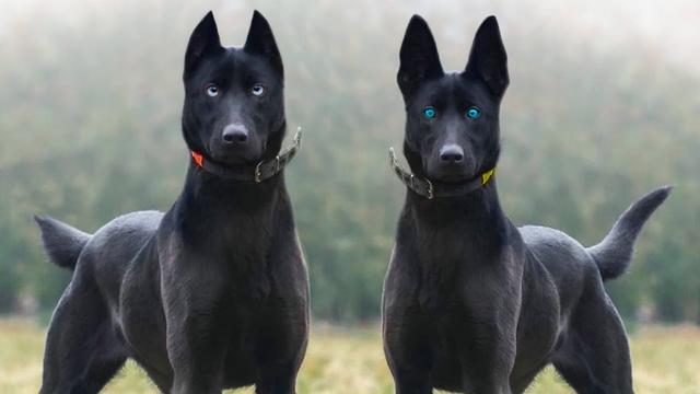 Los Perros De Ojos Azules Tienden A Ser M S Agresivos Una Mirada M S