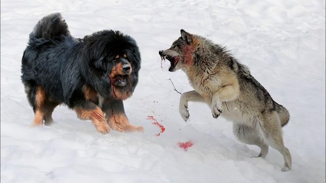 Cães que podem matar lobos Proteger o seu gado e a sua propriedade