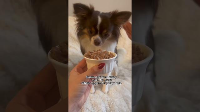 Qu Hacer Si Su Perro Ha Comido Pavo Molido Crudo Consejos De Expertos