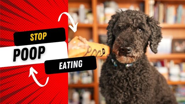 Comment utiliser la citrouille pour empêcher le chien de manger ses