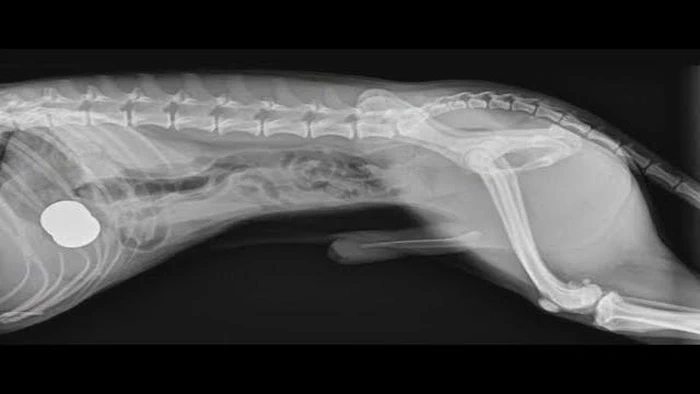 Qué hacer si su perro come relleno de almohada: Una guía para tratar este problema común de las mascotas