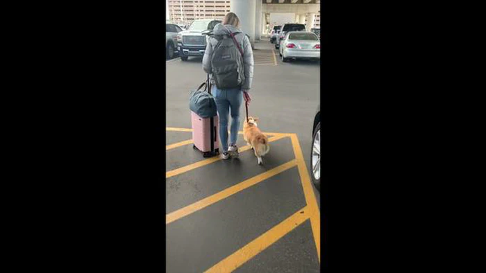 Quanto costa far volare un cane da solo? Prezzi e suggerimenti