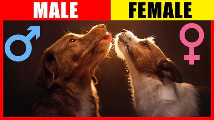 Compagnon canin mâle : Faut-il choisir deux mâles ou un mâle et une femelle ?
