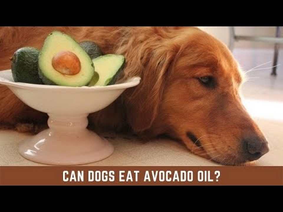 Is Avocado Oil Harmful to Dogs? Exploring the Potential Risks