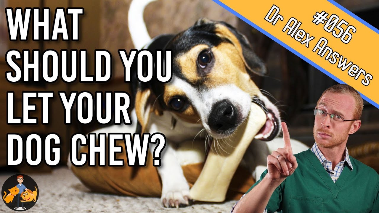 Can Dogs Chew on Antlers Safely?