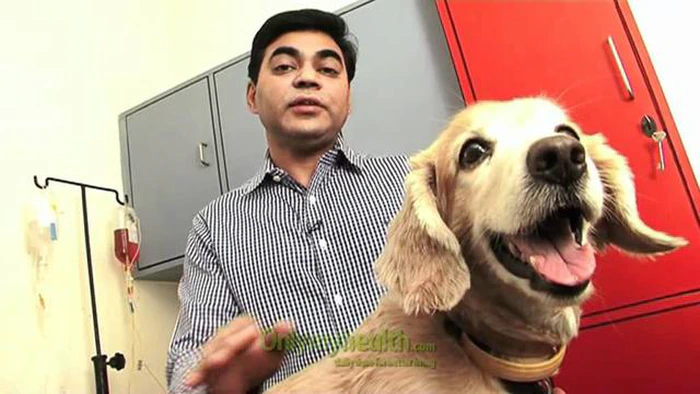 Pedigree es bueno para los perros: ventajas e inconvenientes