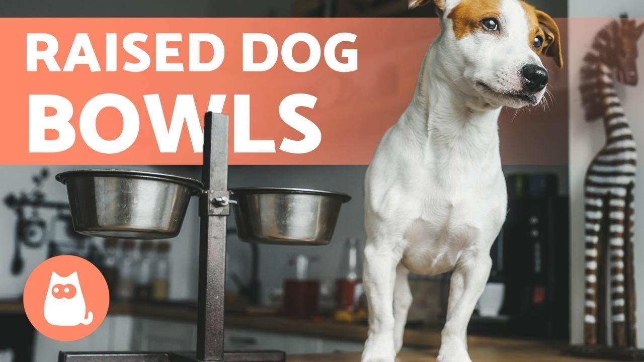 Choosing the Right Height for Your Dog's Food Bowl