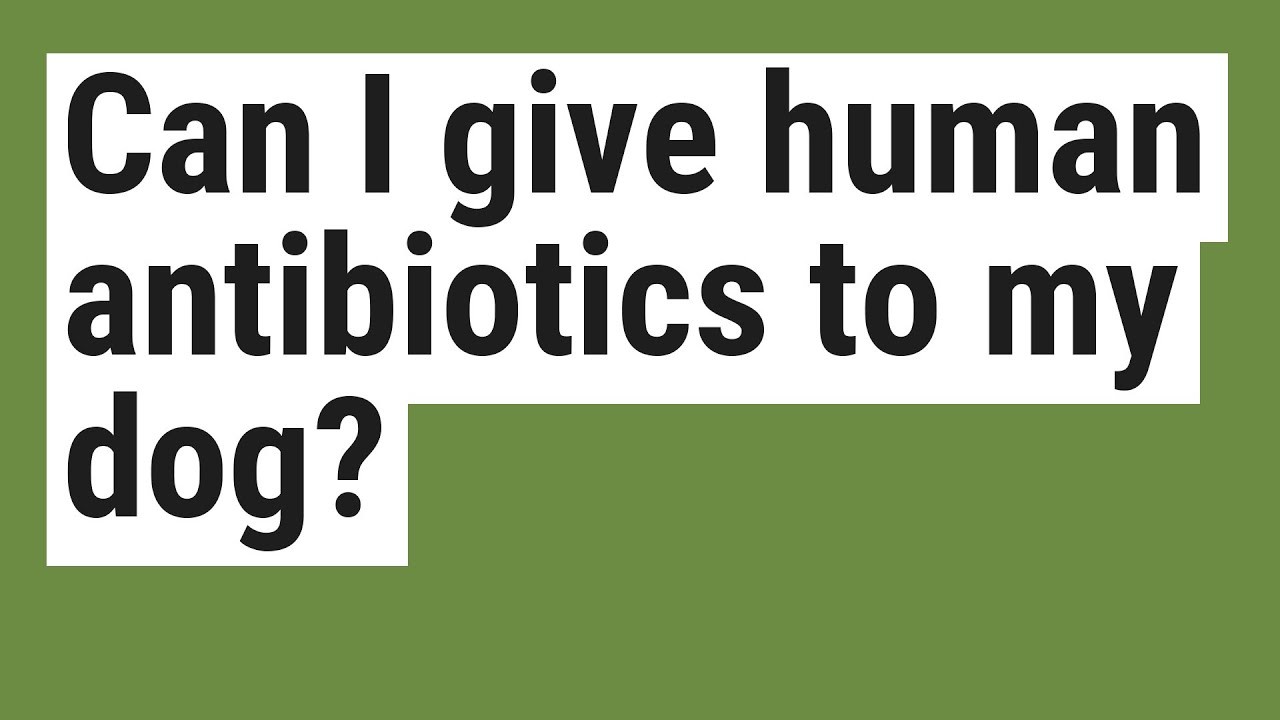 Using Human Antibiotics for Dogs: What You Need to Know