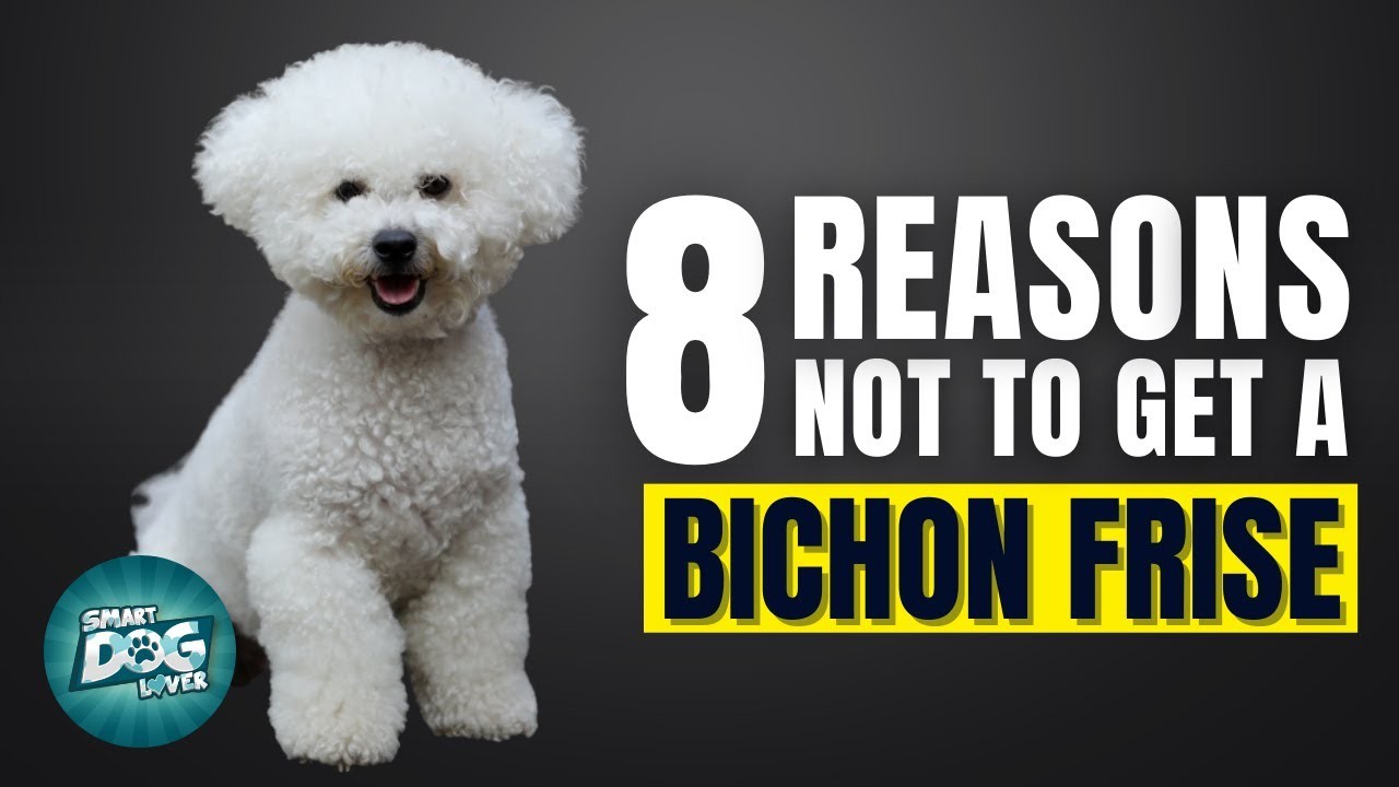 Do Bichon Frises Bark? Facts and Myths about Bichon Frise Pets