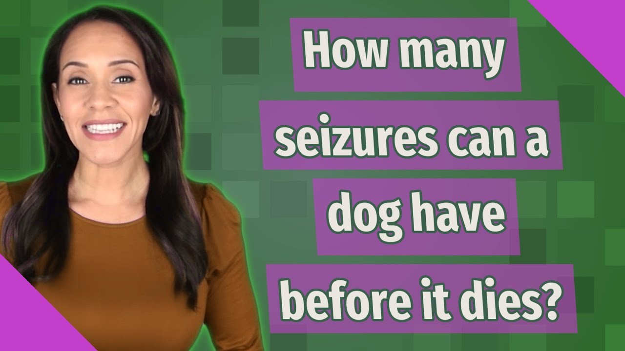 ¿Las convulsiones pueden ser mortales para los perros?