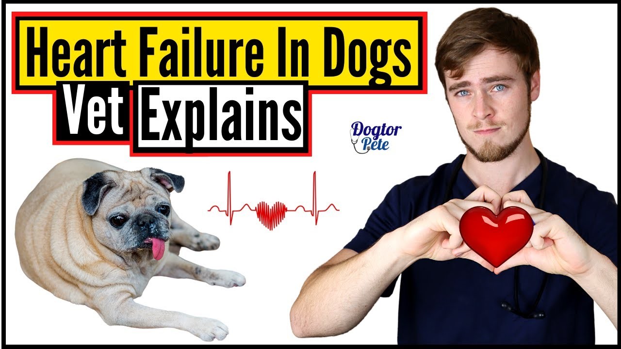 Señales de que su perro podría tener problemas cardiacos