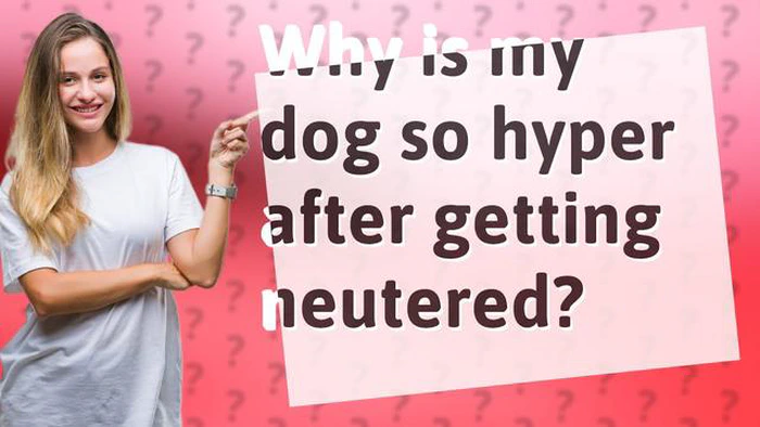 Warum ist mein Hund nach einer Kastration hyperaktiv? - Ursachen und Lösungen