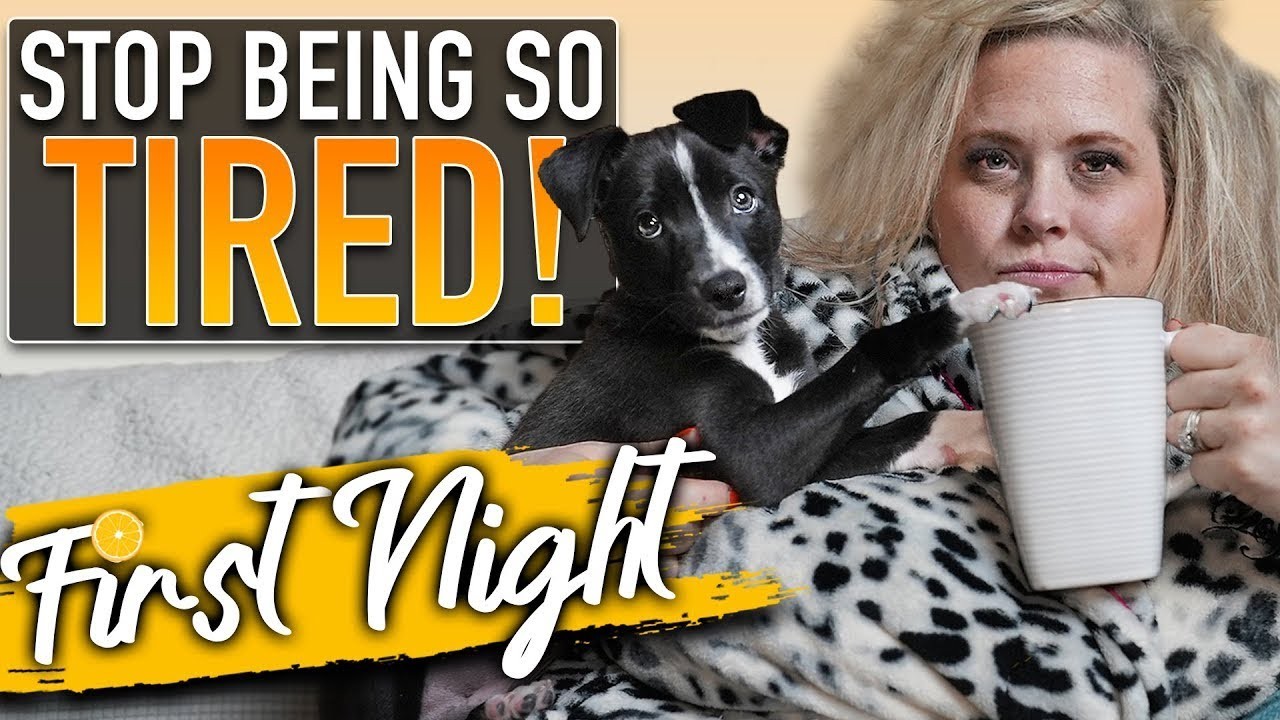What is the typical sleep schedule for 11 week old puppies?