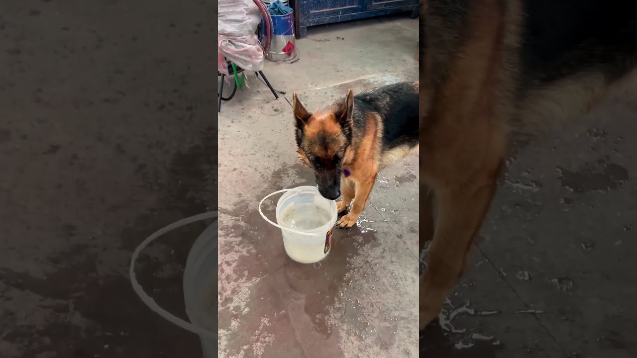 Are German Shepherds Natural Water Dogs?