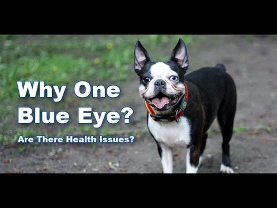 ¿Tienen buena vista los Boston Terrier?