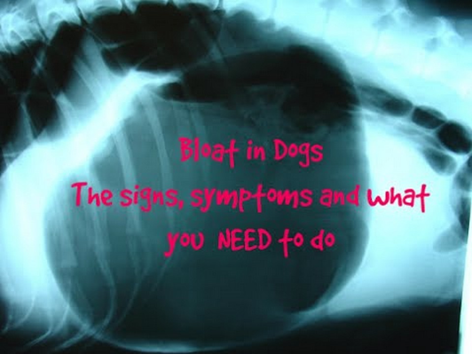 Can Bloat in Dogs Last for Days?