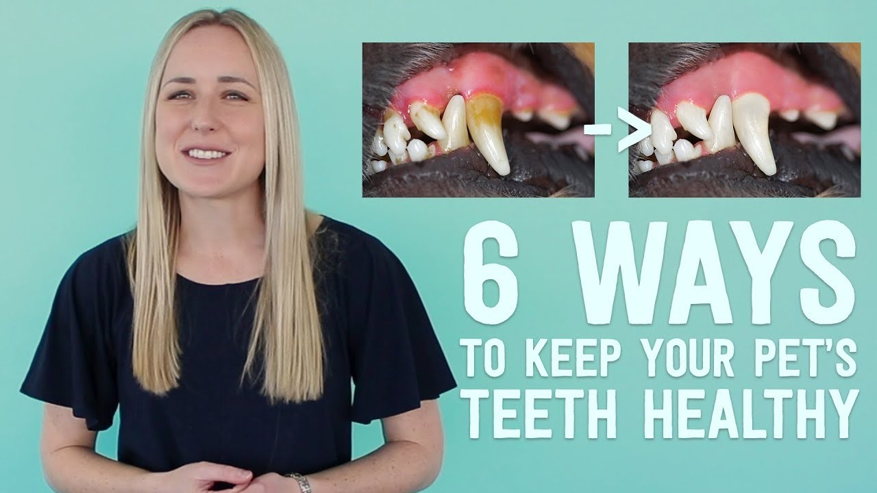 Tips for Maintaining Healthy Teeth and Gums in Dogs