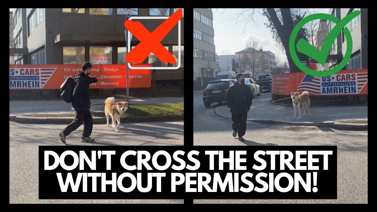 5 Steps to Teach Your Dog to Stay Safe and Not Cross the Street