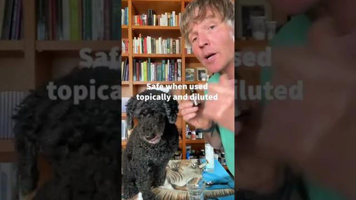 Ist Zedernöl giftig für Hunde: Wichtige Fakten und Sicherheitsmaßnahmen