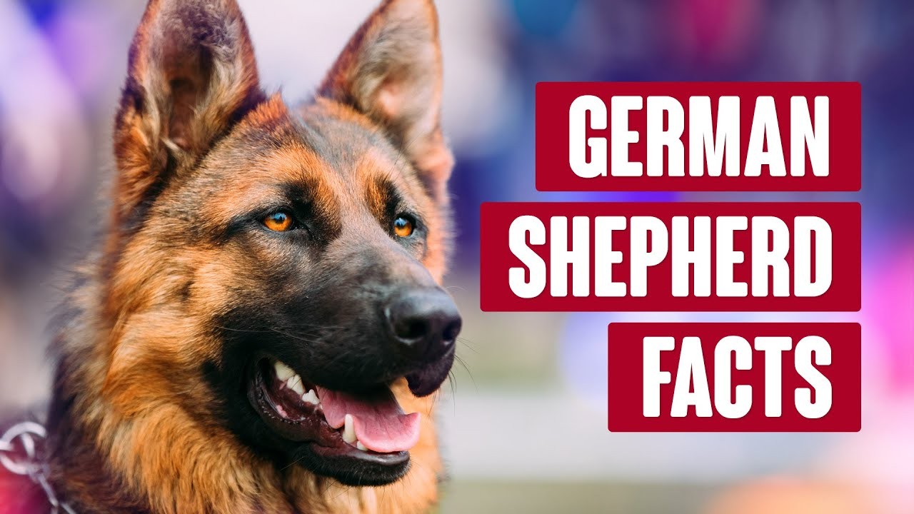Pastores alemanes: Perros de trabajo versátiles con muchas funciones