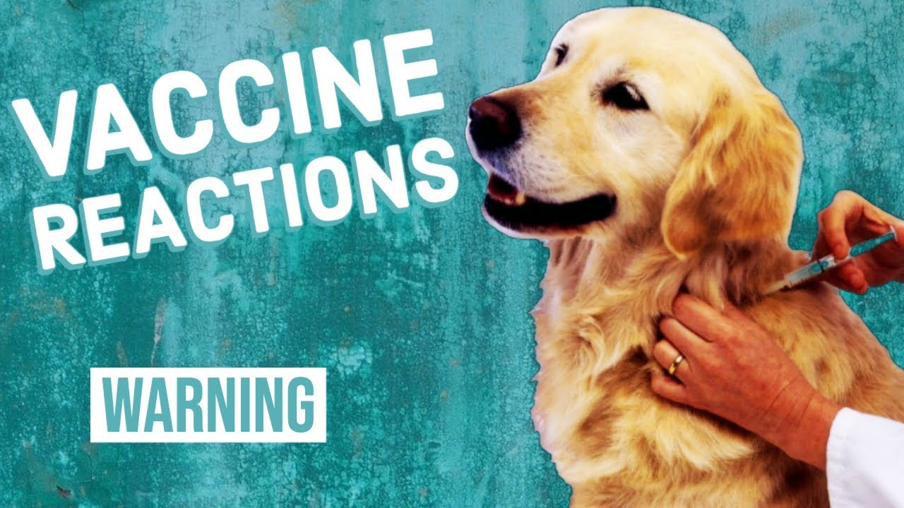 Can Dog Vaccines Lead to Liver Damage?