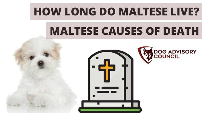 Quanto vivono i Maltipoo: Durata della vita dei cani Maltipoo
