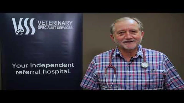 La meningite del cane è contagiosa per gli esseri umani? Scopritelo qui!