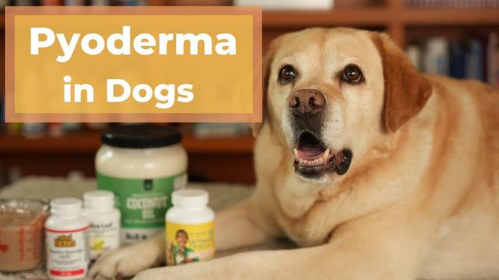 犬の膿皮症に効果的な家庭療法