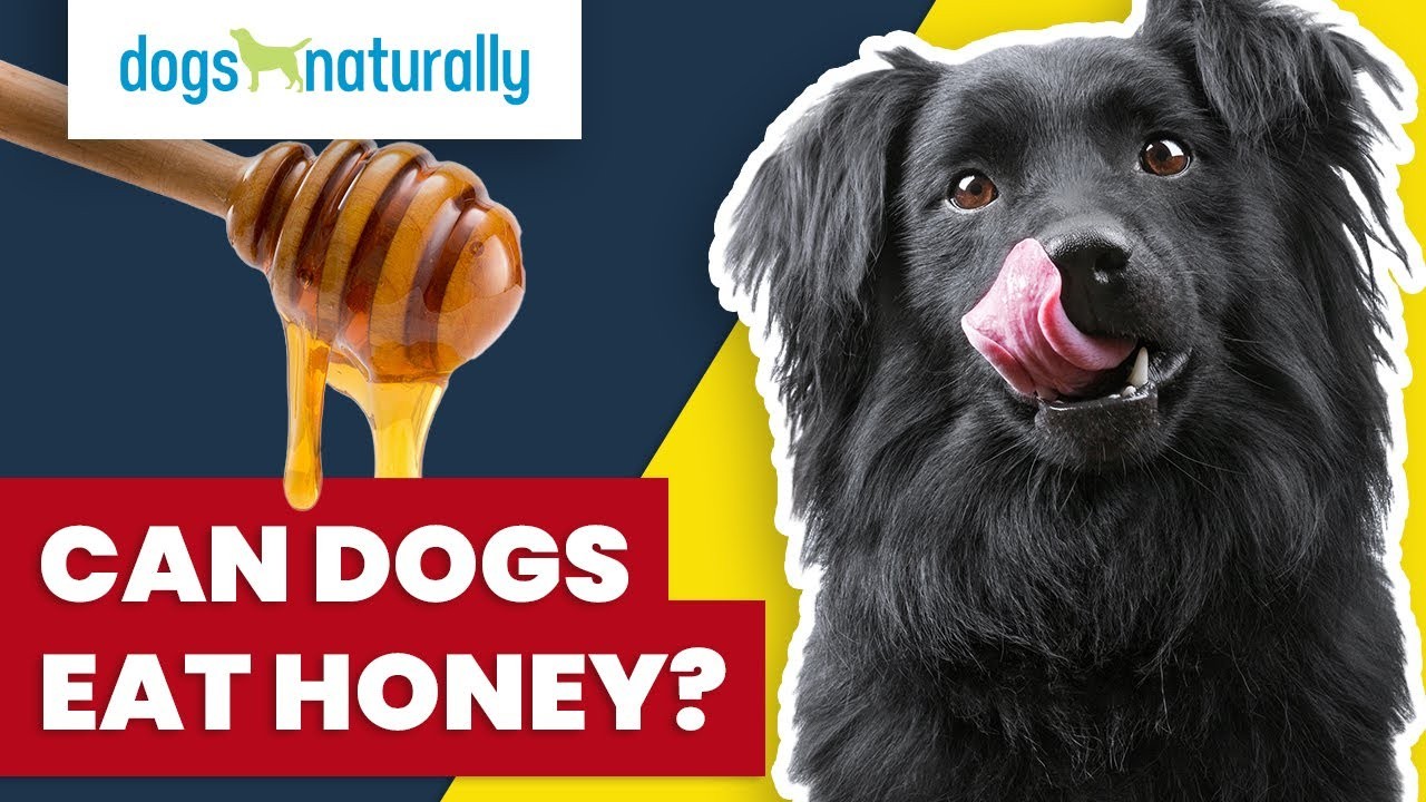 Can Dogs Safely Enjoy Honey?