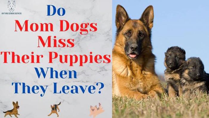 Les chiens sont-ils tristes lorsqu'on leur enlève leurs chiots ? Comprendre les réactions émotionnelles des chiens