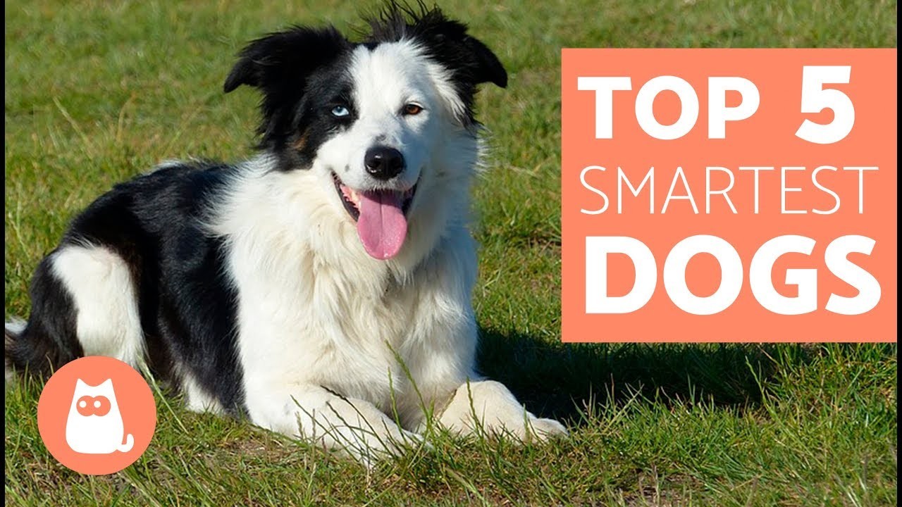 Are Poodles the Most Intelligent Dogs?