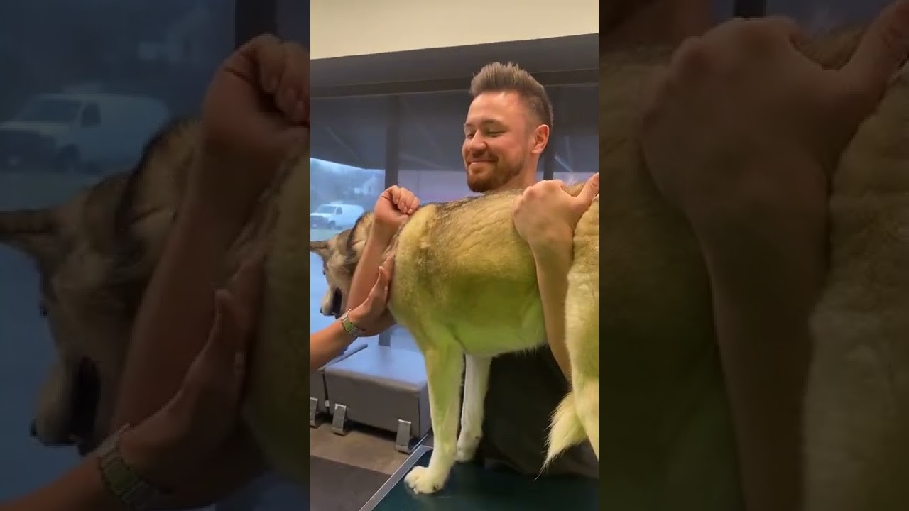Comprender el mecanismo de acción de Adequan en perros