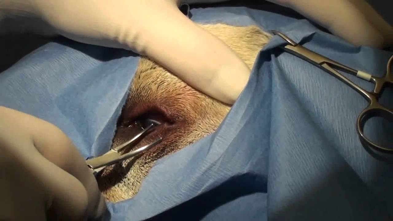 Repairing Entropion in Dogs: Effective Solutions for Eyelid Condition