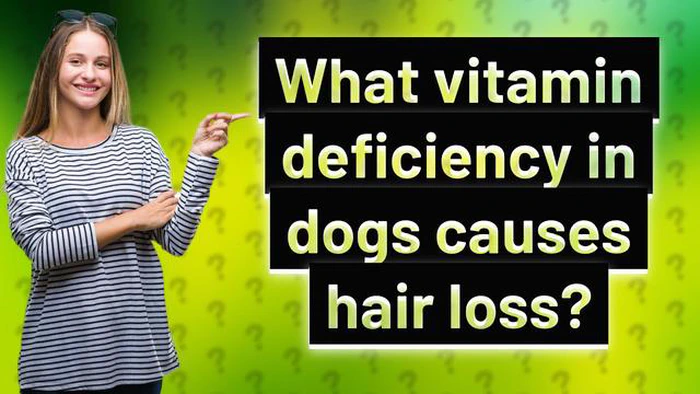 犬の脱毛を引き起こすビタミン欠乏症とは：関連性を理解する