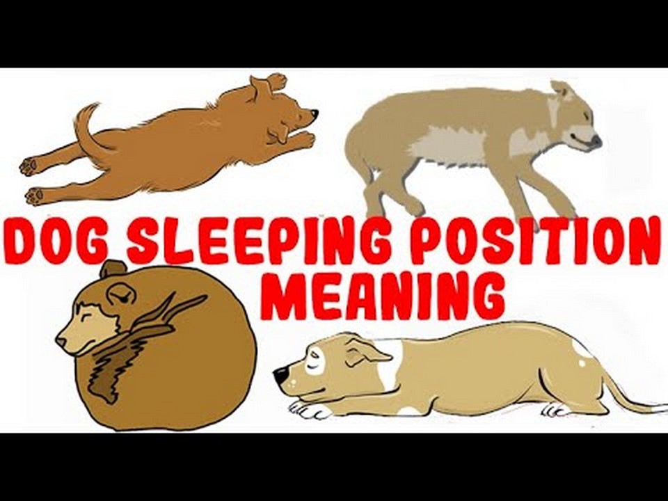 ¿Puede cansarse la cola de los perros?