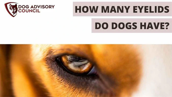 Alla scoperta dei segreti delle palpebre canine: I cani hanno le palpebre doppie?