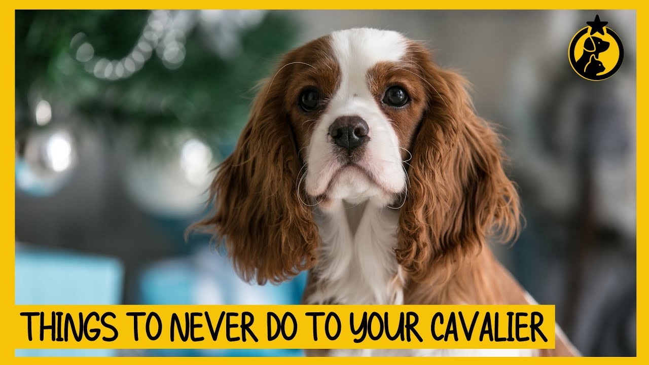 Do King Charles Spaniels Rank Among the Most Intelligent Dogs?