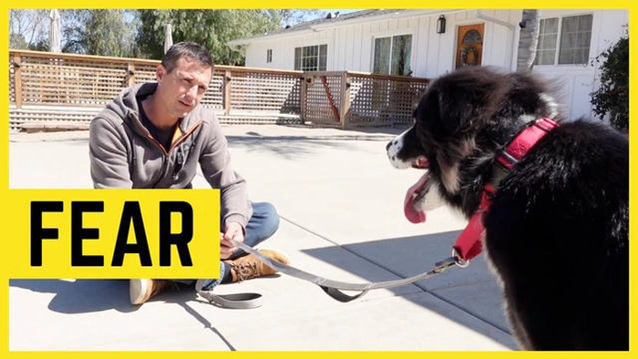 Pourquoi mon chien a-t-il peur de tout le monde sauf de moi - Découvrir la nature craintive de nos compagnons canins