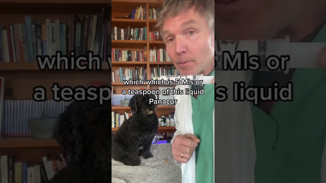Understanding the Similarities and Differences: Dog Cancer vs Human Cancer