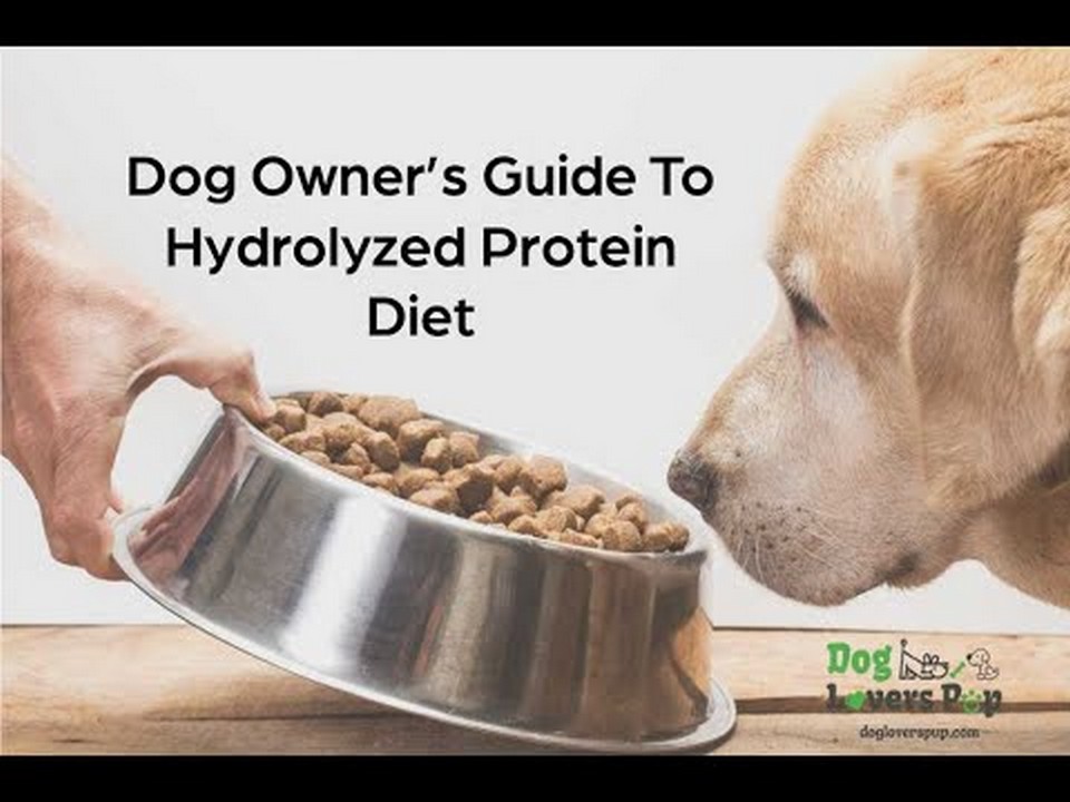 Understanding the Importance of Hydrolyzed Protein for Dogs