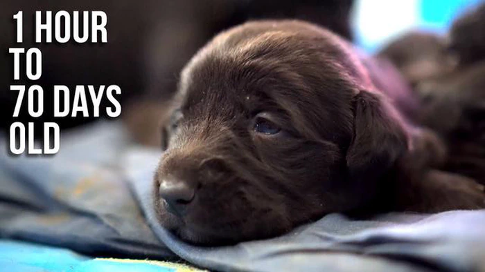 Combien de temps durent les chiots Labs : Un guide complet