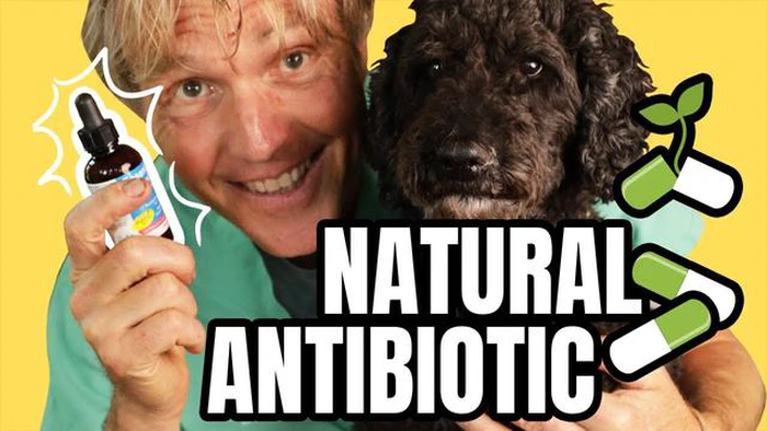 Wirksame Antibiotika für Hunde mit infizierten Wunden