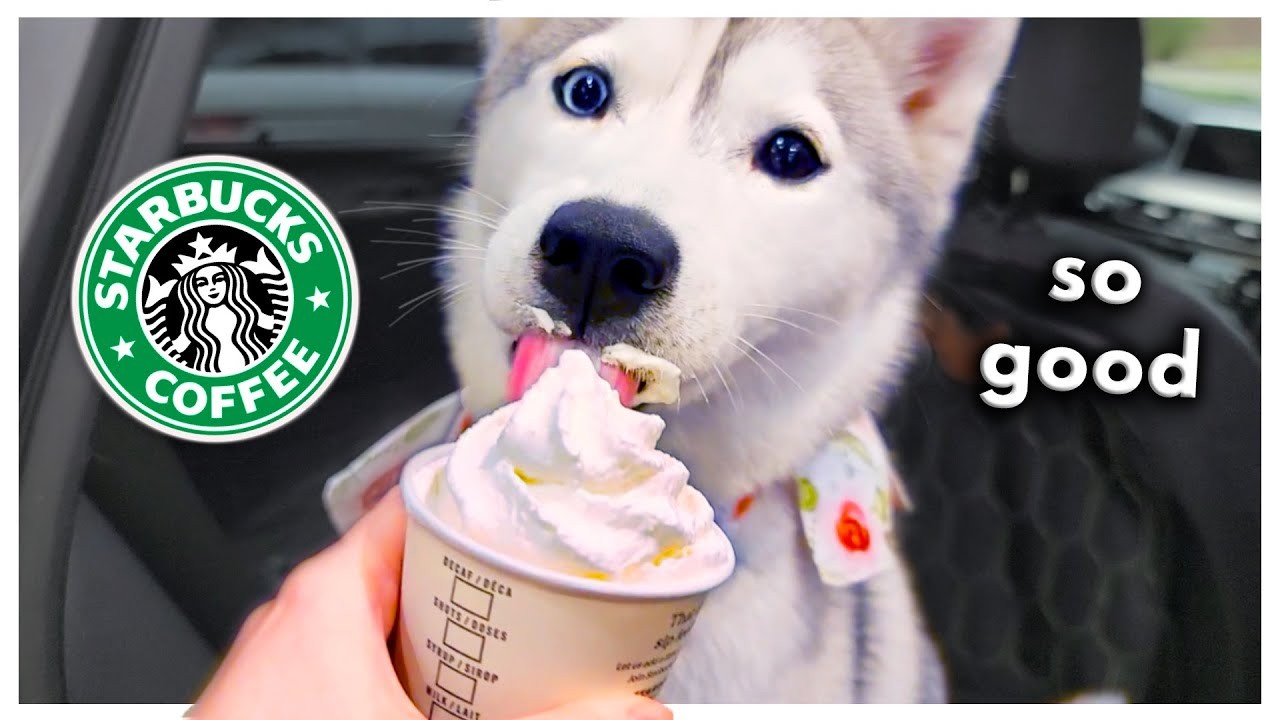 Can you bring your pet dog inside Starbucks?