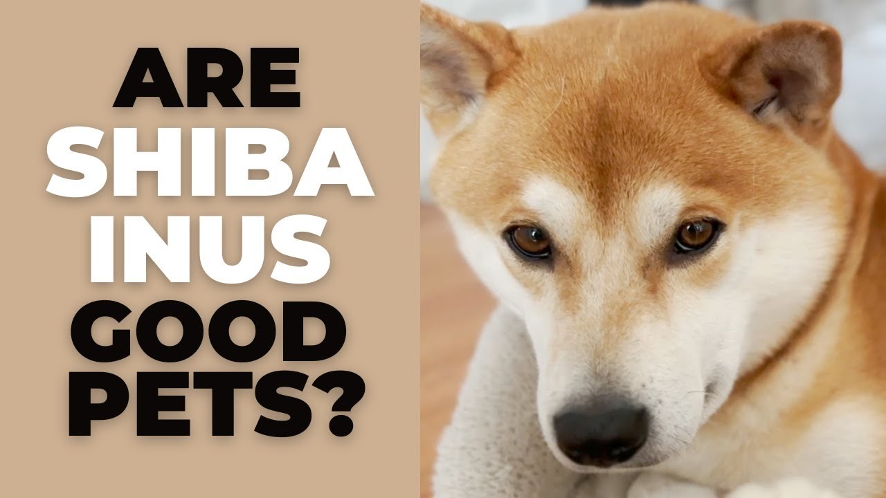 Are Shiba Inus Compatible with Small Dogs?
