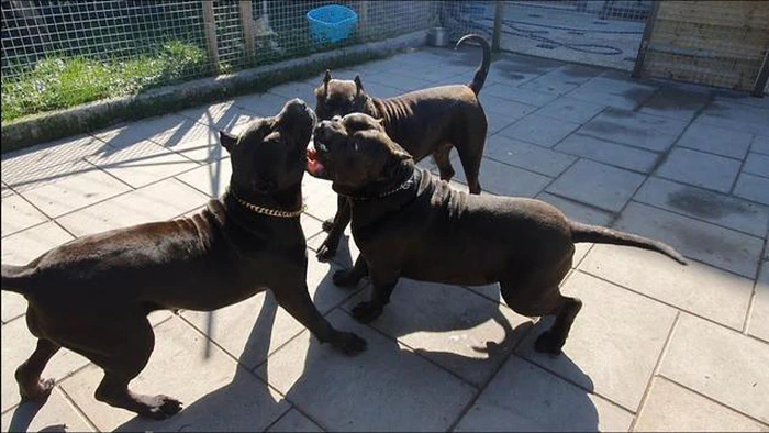 Alles, was Sie über schwarze Pitbulls wissen müssen