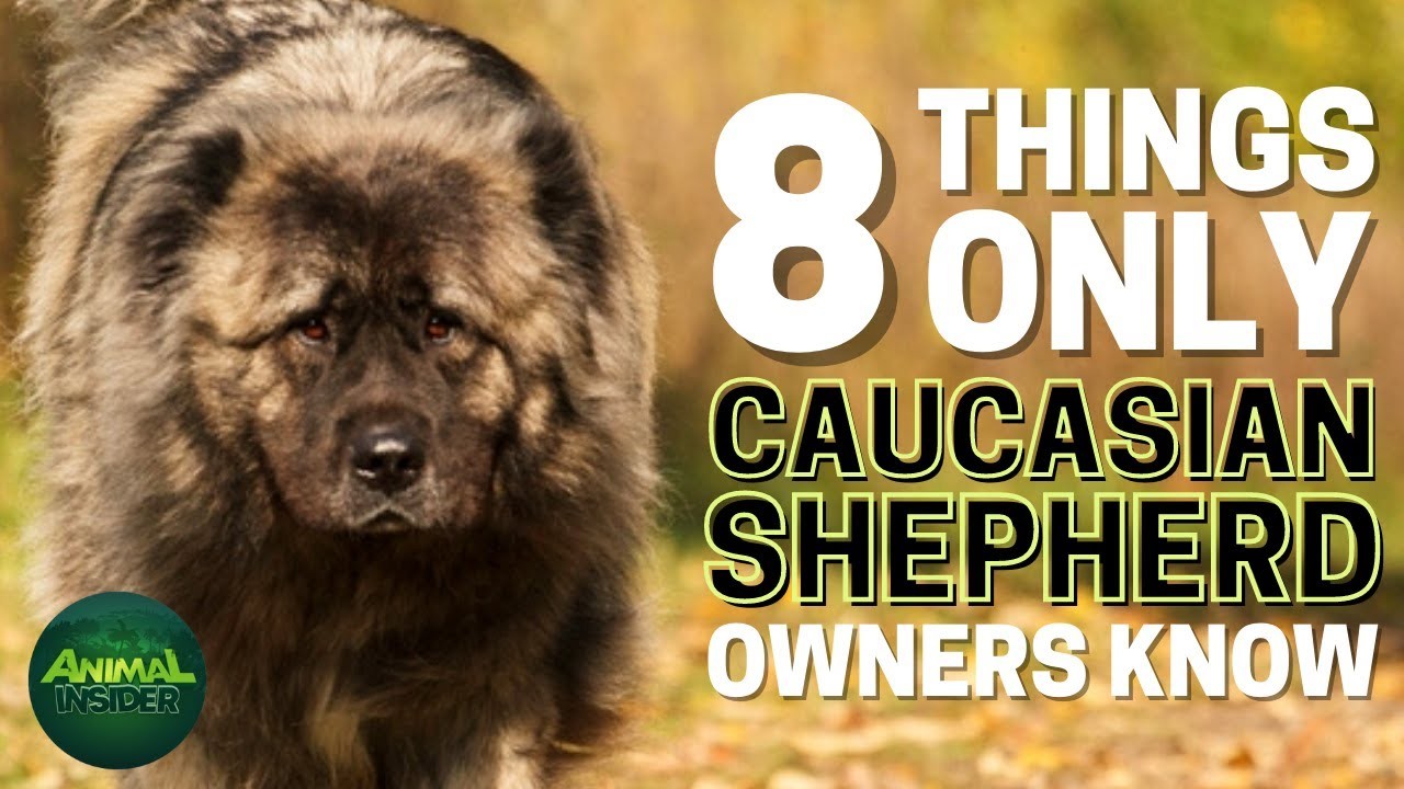 Can an Alopekis and a Caucasian Shepherd Dog Be Friends?