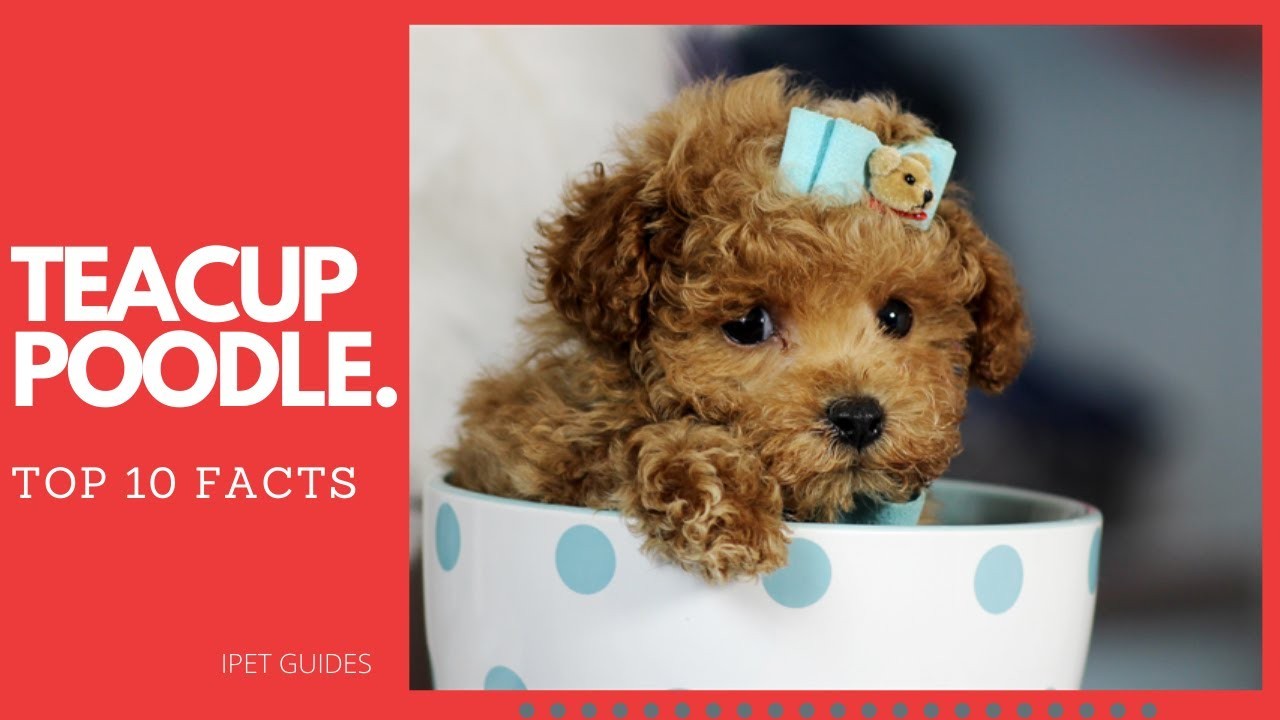 What is the average weight of a teacup poodle?