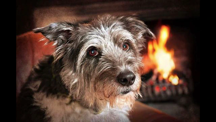 Pourquoi mon chien âgé gémit-il beaucoup ? Conseils pour gérer l'agitation d'un chien âgé