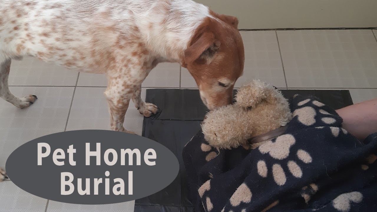 Is it legal to bury a dog in your backyard?