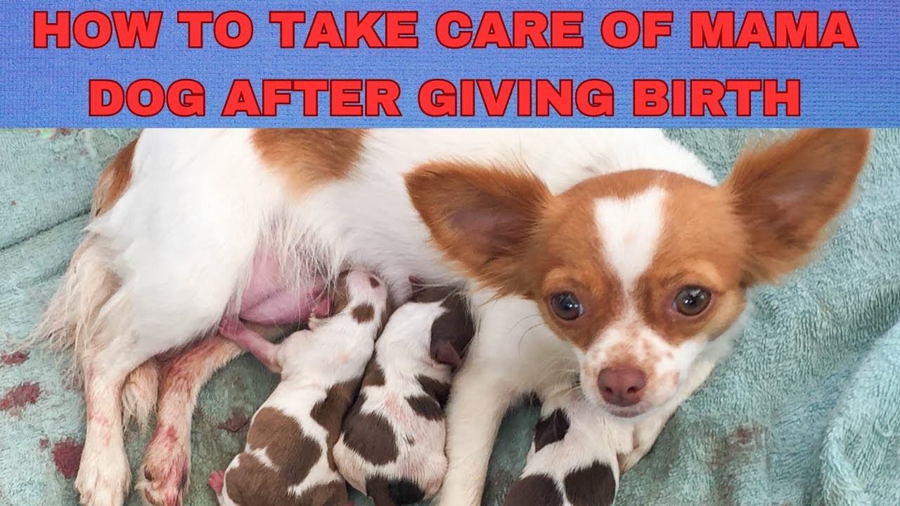 How Long After a Dog Starts Lactating Will She Give Birth?